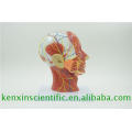 Factory direct sale color brain model for medical use